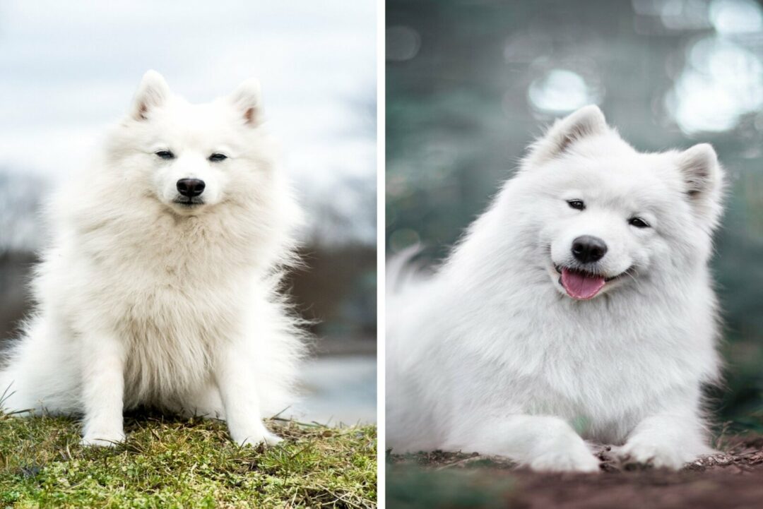 Japanese Spitz Vs. Samoyed - Which Is The Best Dog For You?