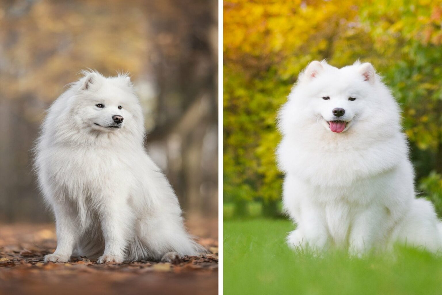 Japanese Spitz Vs. Samoyed - Which Is The Best Dog For You?