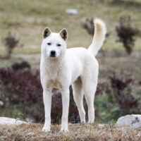 Jindo stands on a rock