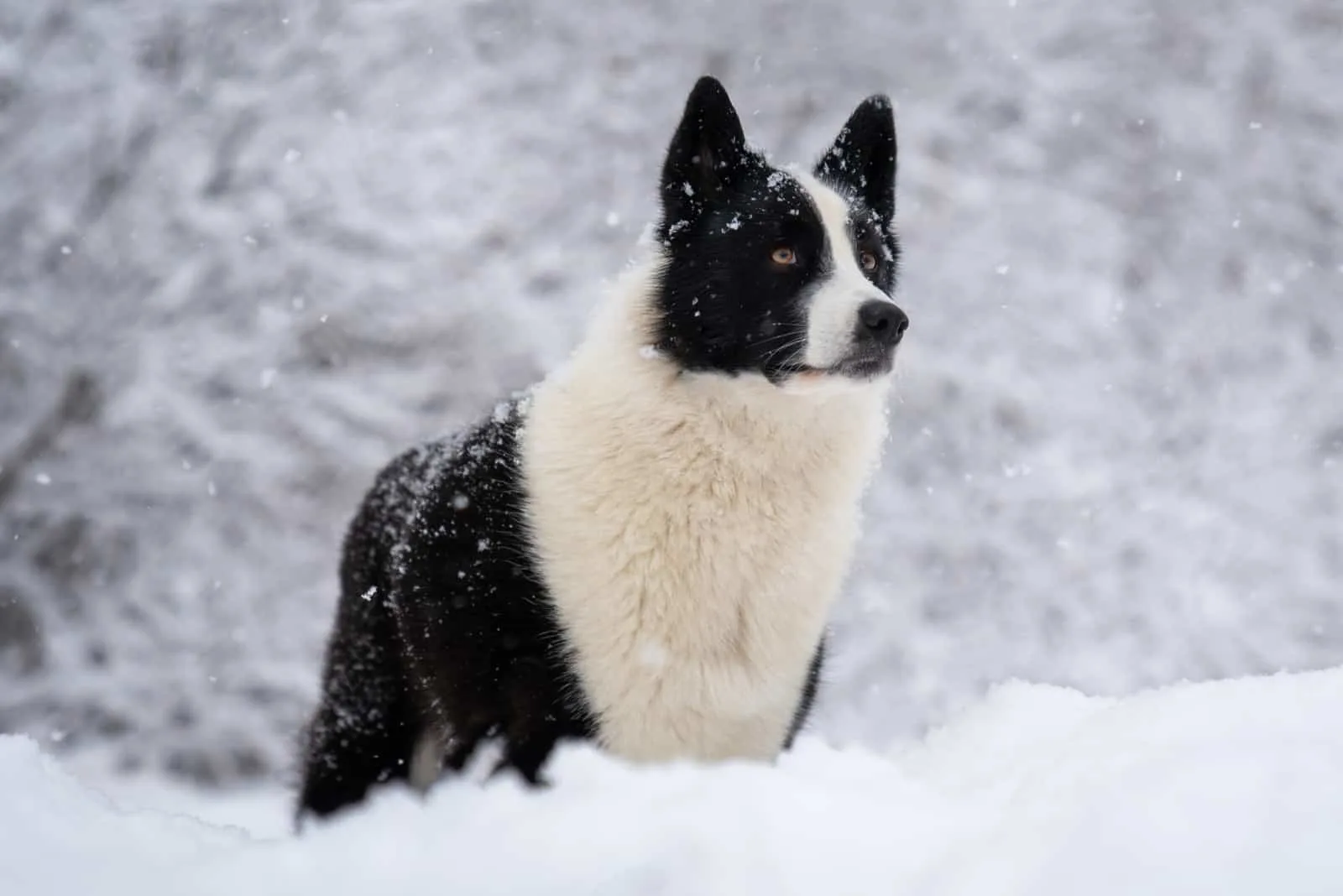 do bears and dogs share a common ancestor