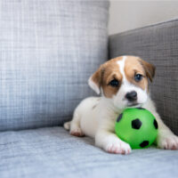 cute little puppy on the couch with ball