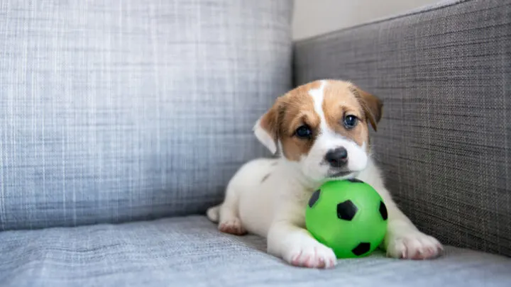 Leaving A Puppy Alone At Home  For The First Time: 12 Tips