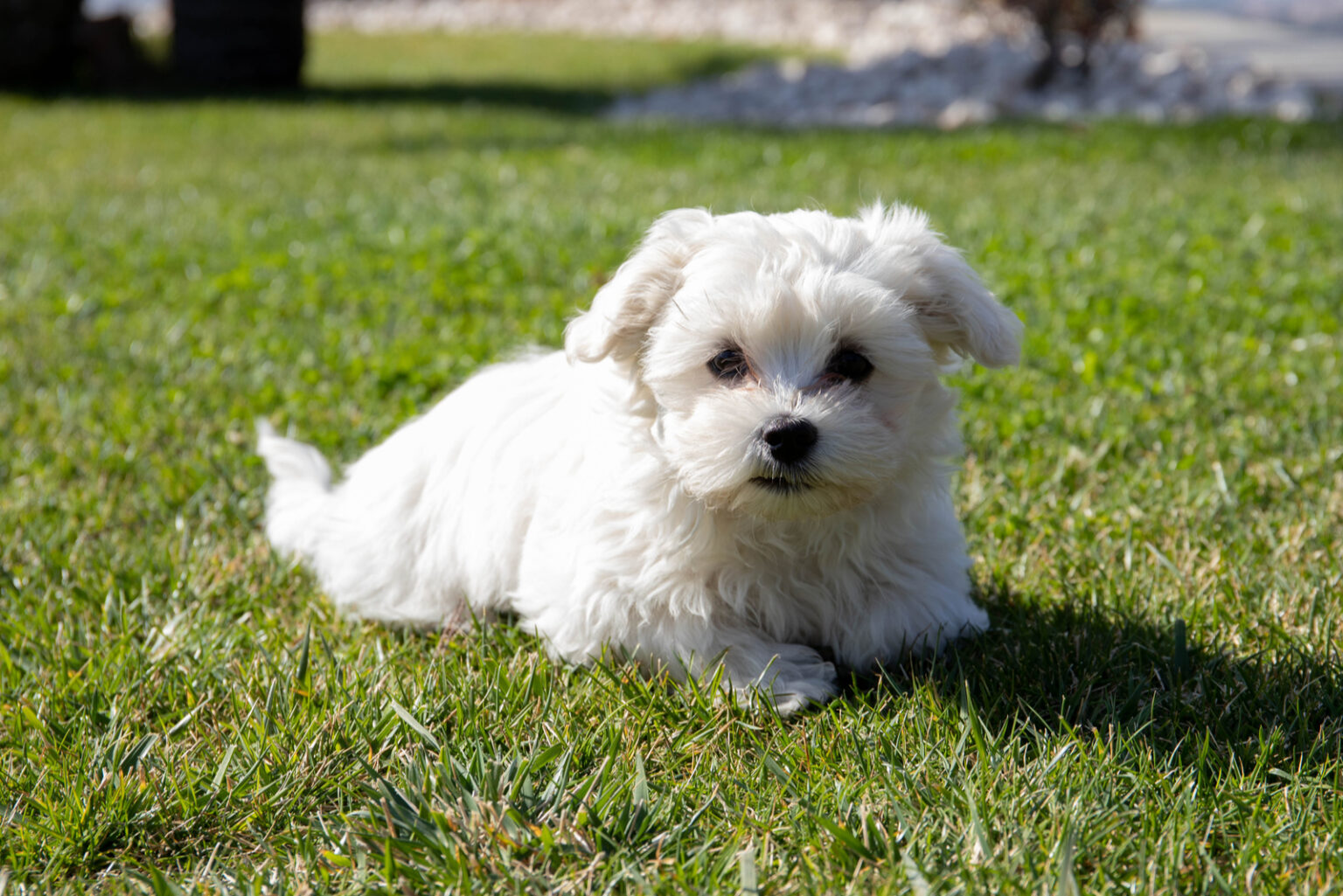 Maltese Breeders In Ontario Best 5 Choices   Maltese Lying On Grass 1536x1025 