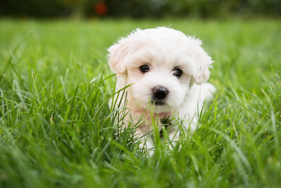 Maltese Breeders In Ontario: Best 5 Choices