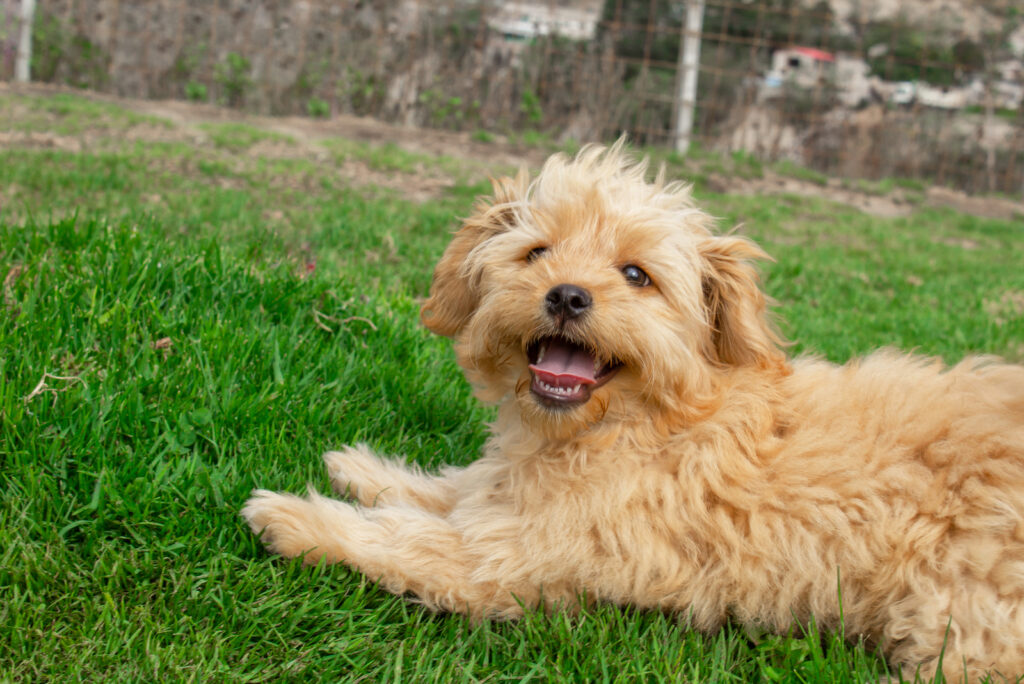 Goldendoodle Feeding Chart The Golden Feeding Guide