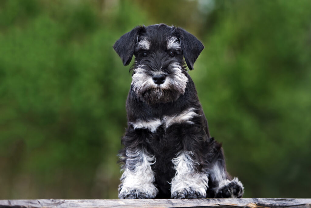 Top 5 Miniature Schnauzer Breeders In Ontario   Miniature Schnauzer Posing For Photo 1024x684 