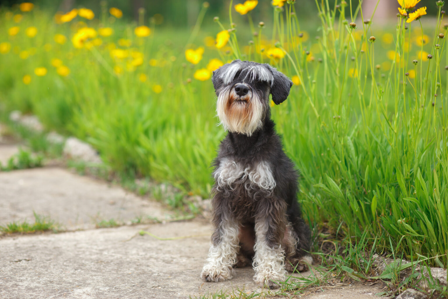 Standard Schnauzer Breeders: Top 5 Options