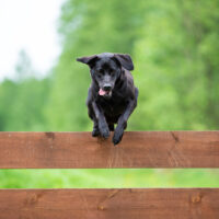 black dog jumping over fence