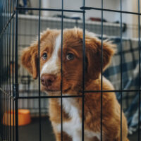 sad puppy in crate