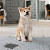 Adorable akita inu puppy near puddle on rug at home