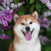 shia inu posing in front of flowers