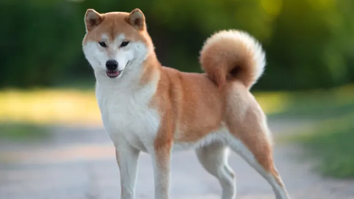 how many puppies can shiba inu give birth to