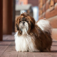 long-haired shih tzu standing