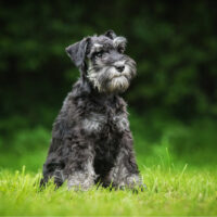 schnauzer puppy sitting outdoor on the grass