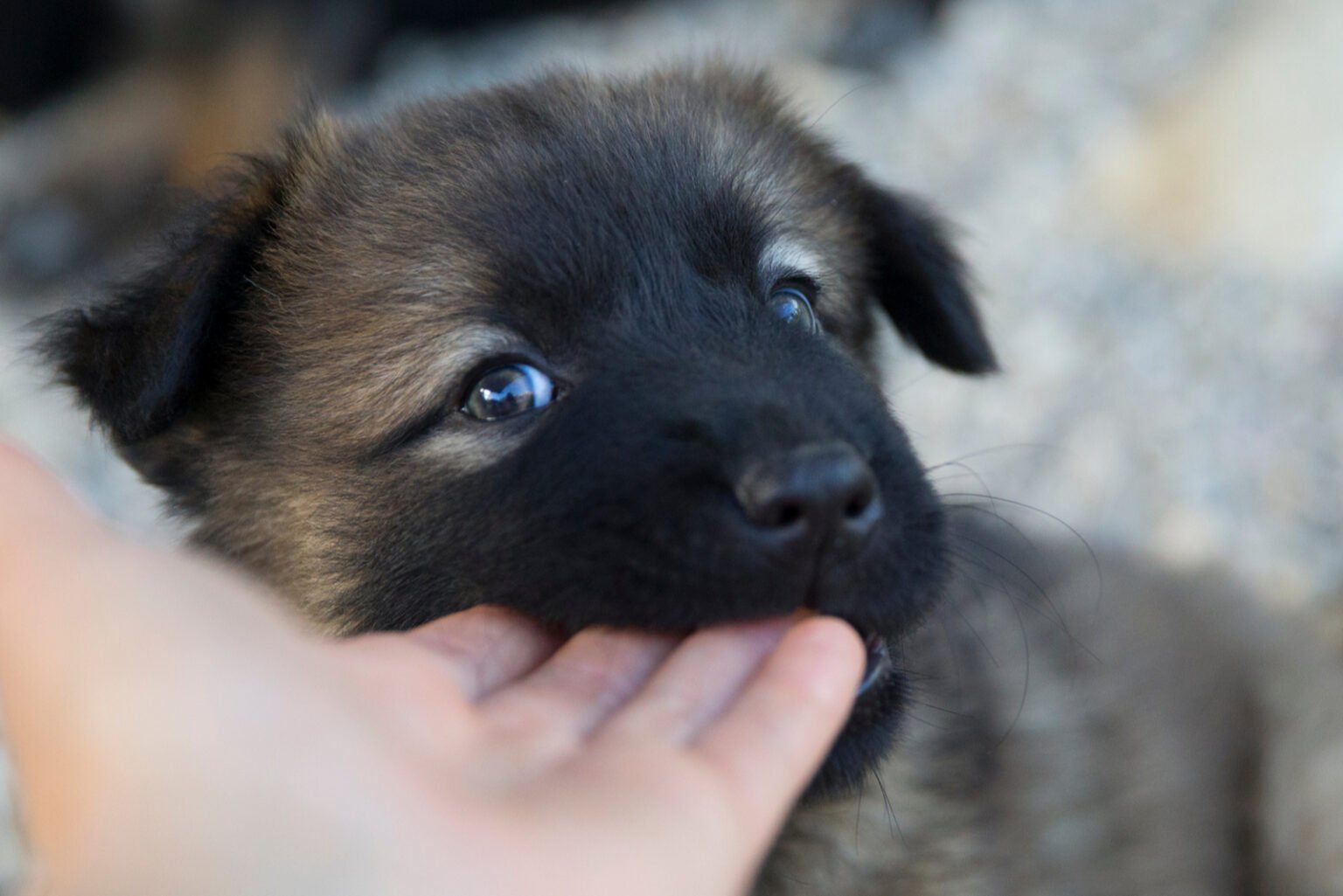 Dog Corn Cobbing – 7 Reasons For This Peculiar Dog Behavior