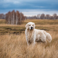 labrador retriever standing in field