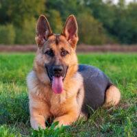 German Shepherd sitting on grass outside