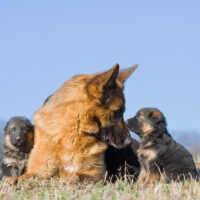 german shepherd mother and puppies