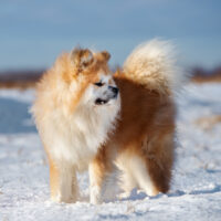 long haired akita dog