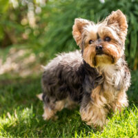 the beautiful Yorkshire Terrier stands in the park