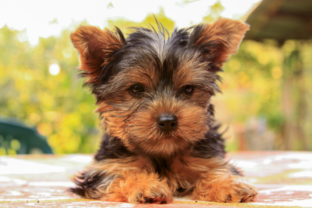 The Top 5 Yorkie Breeders In Ontario   The Yorkshire Terrier Lies Down And Rests 1024x684 