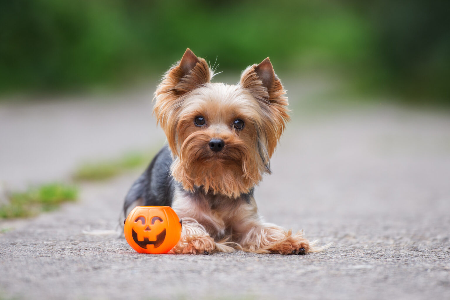 The Top 5 Yorkie Breeders In Ontario   The Yorkshire Terrier Lies Next To The Toy 1536x1025 