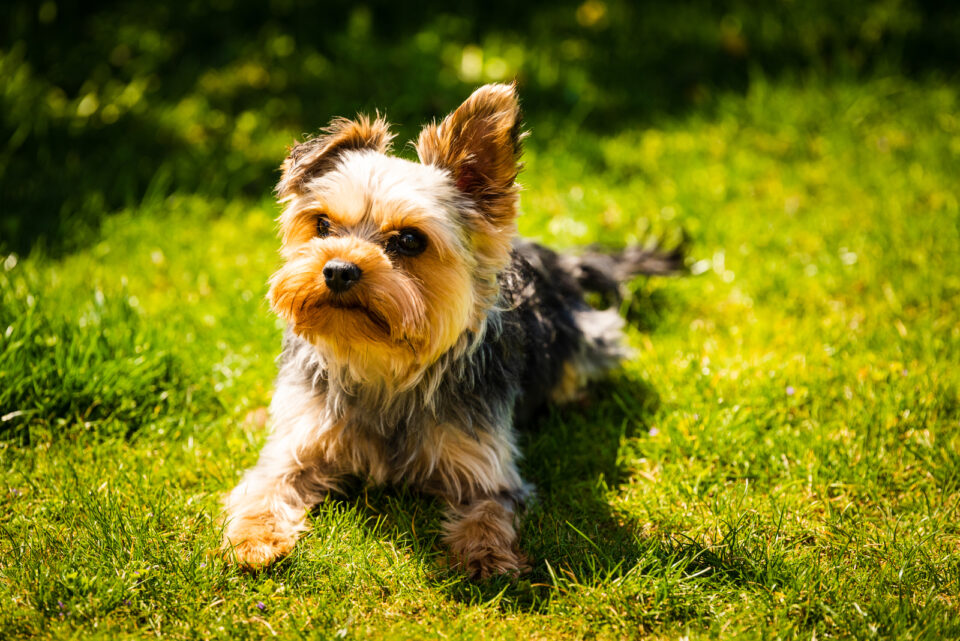 The Top 5 Yorkie Breeders In Ontario   The Yorkshire Terrier Lies On The Grass 960x641 