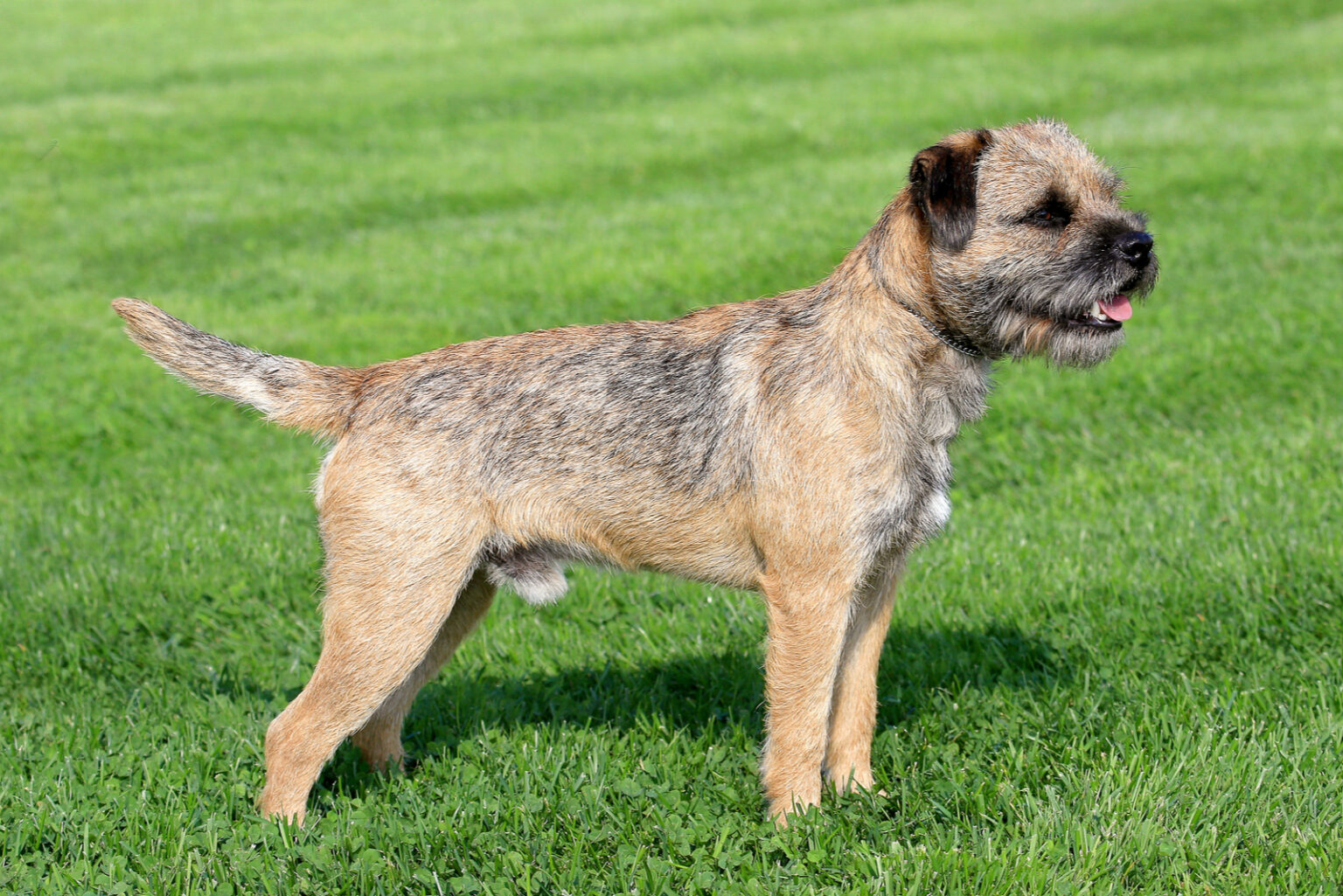 The Typical Border Terrier In A Garden 1536x1025 