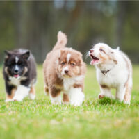 three puppies running