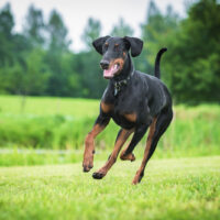 Doberman running outside