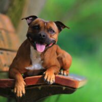 staffordshire bull terrier