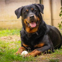 Rottweiler lies in the garden with the ball next to him