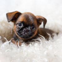 brown cute brussels griffon puppy lying on a fluffy white plaid