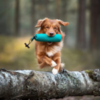 Nova Scotia Duck Tolling Retriever running