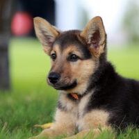 German shepherd puppy relaxing on a warm summer day