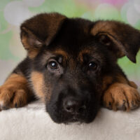 cute little german shepherd puppy