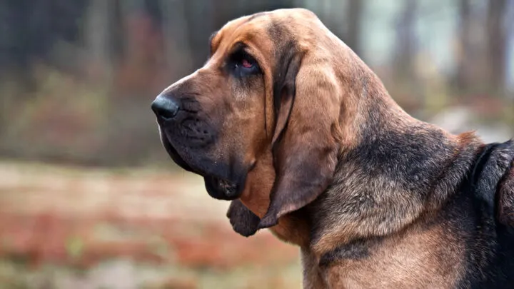 beagle bloodhound mix puppies