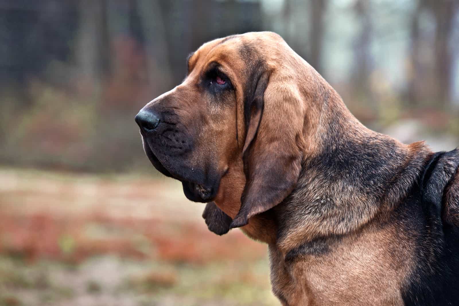 bloodhound is a mixed breed