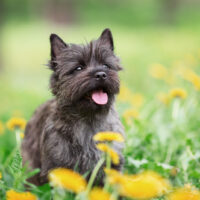 cairn terrier dog