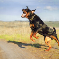 aggressive rottweiler jumping