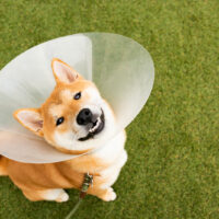 shiba wearing a cone