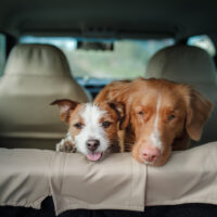 two dogs in a car