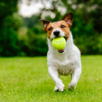 Happy pet dog playing with ball on green grass lawn