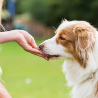 woman giving a treat to her dog