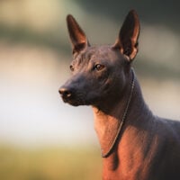 Xoloitzcuintli standing outside