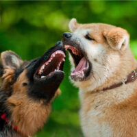 dog attacking another dog outdoor