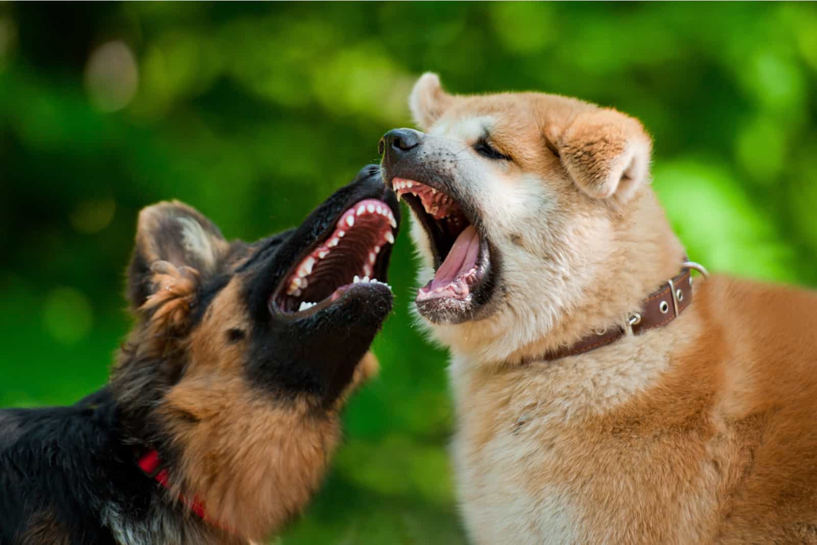 Younger Dog Attacking Older Dog 6 Causes Of Aggressive Behavior