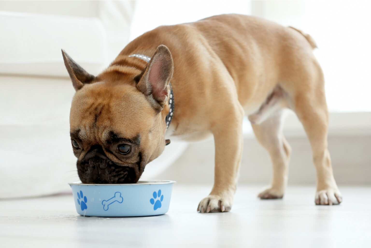 How To Make Puppy Mush 3 Recipe Ideas To Make It Yummier   A Bulldog Puppy Eats Food From A Bowl 1536x1025 