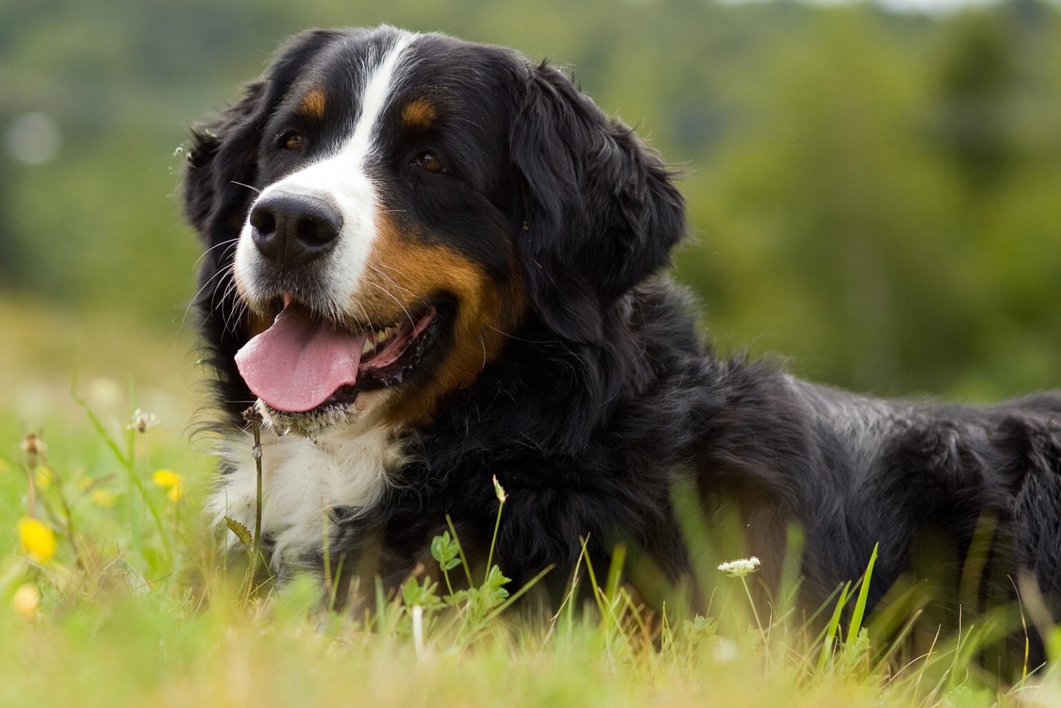 5 Best Bernese Mountain Dog Breeders In The UK