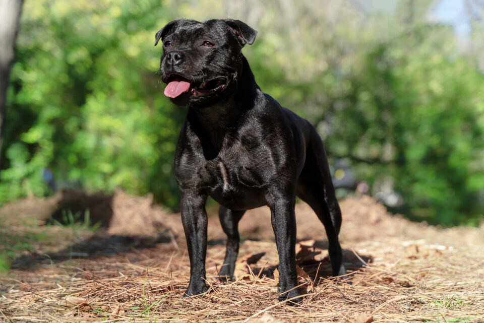 Top 10 Staffordshire Bull Terrier Breeders In USA